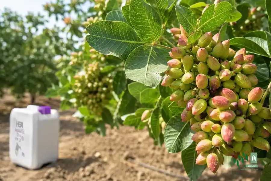 تیوسولفات پتاسیم چه نقشی در باغ پسته دارد؟