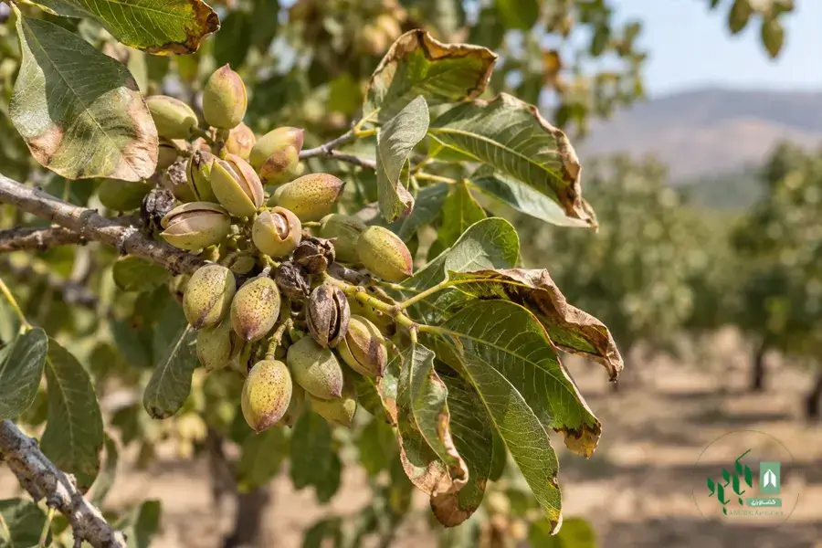 علائم کمبود کلسیم در پسته
